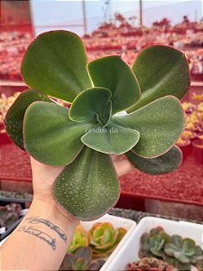 Echeveria fimbriata (corte)