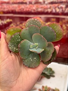 Echeveria híbrida 009