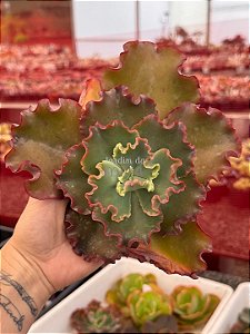 Echeveria cupeno 01 (corte)