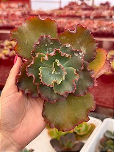 Echeveria cupeno 02 (corte)
