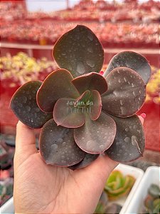 Echeveria prima donna (corte)