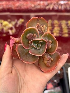 Echeveria kushala (corte)