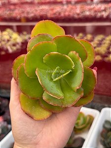 Echeveria beach waves (corte)