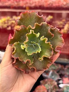 Echeveria Morgana (corte)