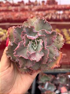 Echeveria pink blush (corte)