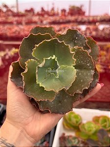 Echeveria war dancer (corte)