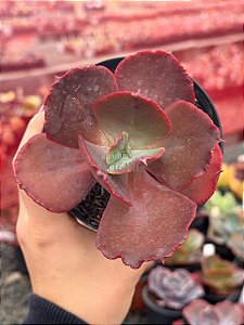 Echeveria PR03