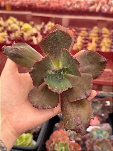 Echeveria PR03 (corte)