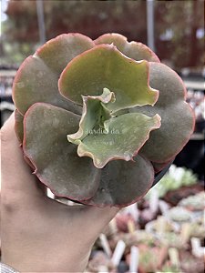 Echeveria corralium