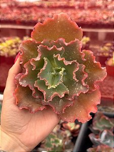 Echeveria corralium 01 (corte)