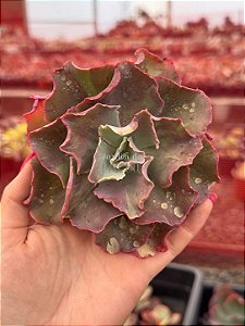 Echeveria fury variegata (corte)
