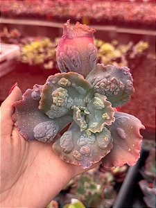 Echeveria kilauea (corte)