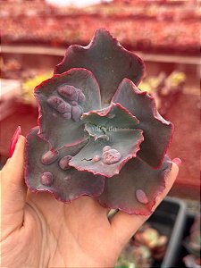 Echeveria dragonas 01 (corte)