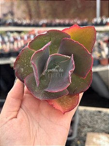Echeveria bumps (corte)