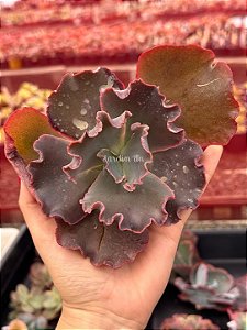 Echeveria one up (corte)