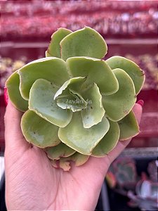 Echeveria chantilly green (corte)