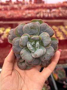 Echeveria hearts delight (corte)