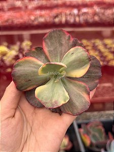 Echeveria pallace 01 (corte)