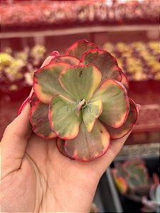 Echeveria pallace 02 (corte)
