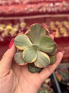 Echeveria pallace 03 (corte)