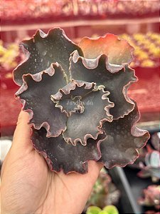 Echeveria thanos (corte)