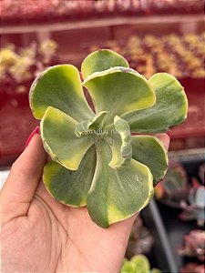 Echeveria enfant (corte)