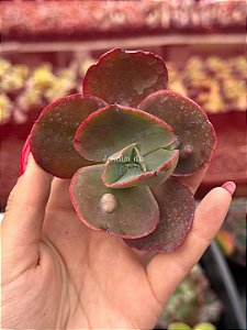 Echeveria copahue (corte)