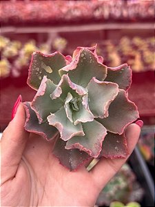 Echeveria fire song (corte)