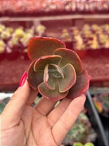 Echeveria magic lamp p (corte)