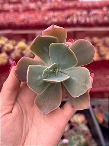 Echeveria paul bunyan (corte)