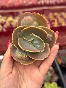Echeveria hazak (corte)