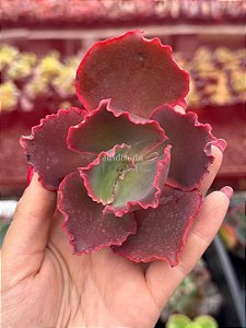 Echeveria red trump (corte)