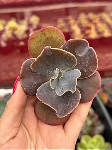 Echeveria vista (corte)