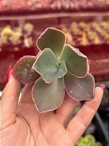Echeveria la femme P (corte)