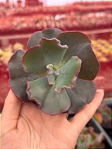 Echeveria capricorn (corte)