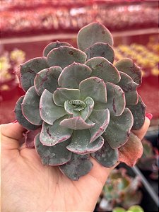 Echeveria painted frills híbrida (corte)
