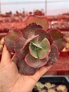 Echeveria nubilum (corte)