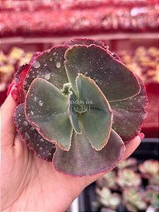 Echeveria mauna tailandesa (corte)