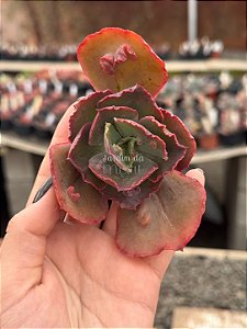 Echeveria goliath (corte)
