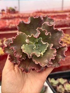 Echeveria lucy V (corte)