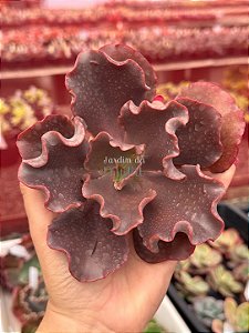 Echeveria diablona (corte)
