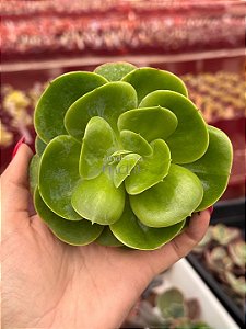 Echeveria mandala citrus (corte)