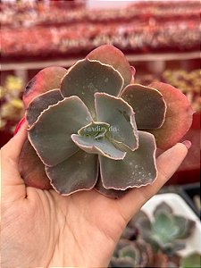 Echeveria delphinus (corte)