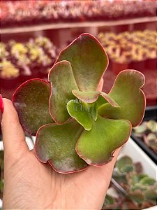 Echeveria mauna portuguesa 01 (corte)