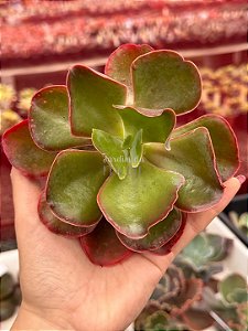 Echeveria mauna portuguesa (corte)