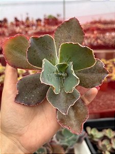 Echeveria la femme 01 (corte)