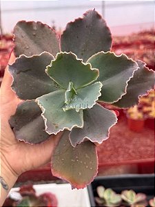 Echeveria la femme 02 (corte)