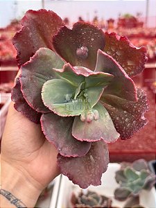 Echeveria copahue (corte)