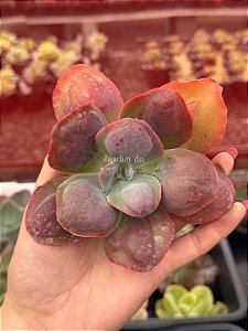 Echeveria lilac snow (corte)