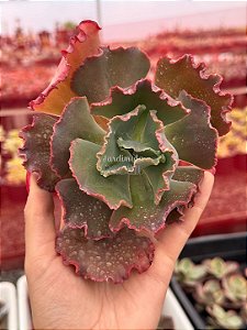 Echeveria sidereum (corte)